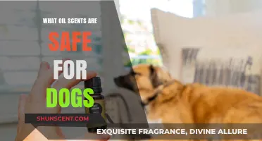 Dog-Safe Oil Scents: Essential Aromas for Canine Comfort and Care