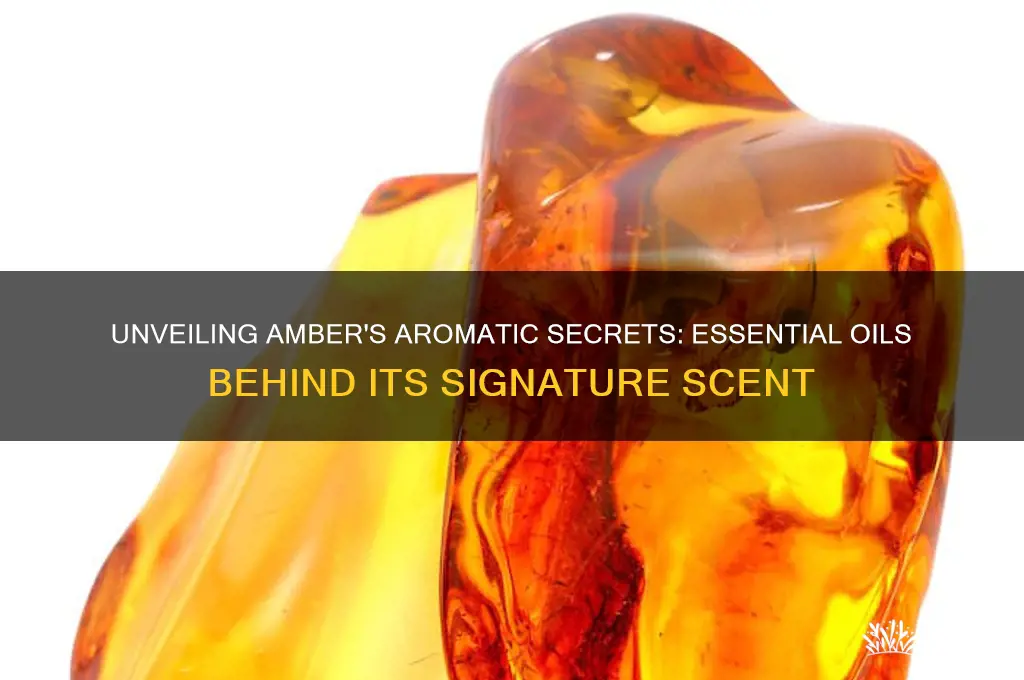 what oils make the scent for amber