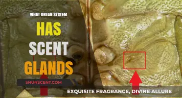 Exploring the Organ System Responsible for Scent Gland Functionality