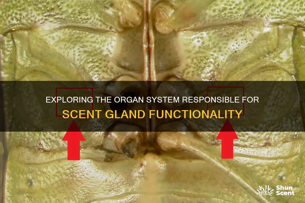 what organ system has scent glands