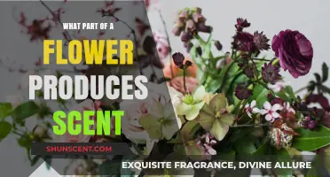 Unveiling the Floral Fragrance: Which Flower Part Creates the Scent?