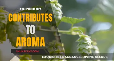 Hops Aroma Secrets: Exploring the Source of Fragrant Beers