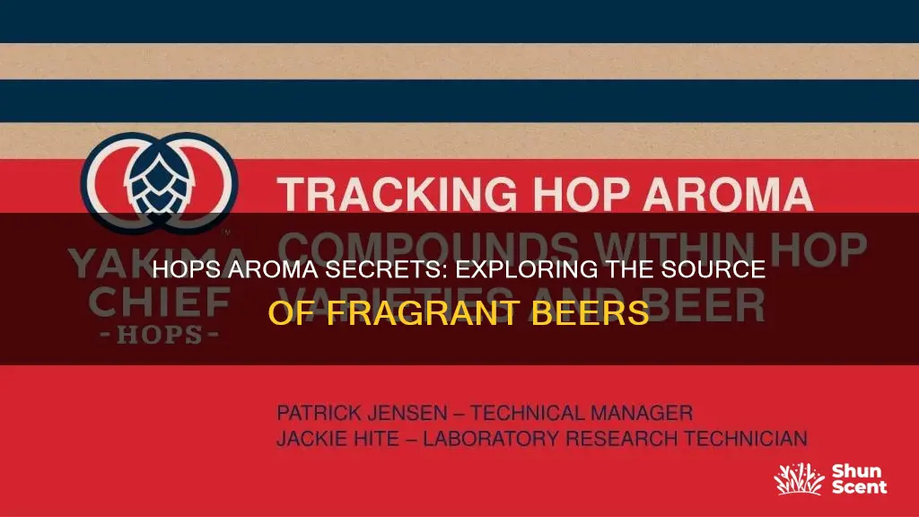 what part of hops contributes to aroma