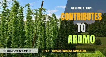 The Chemistry of Hops: Aromatic Compounds in Brewing