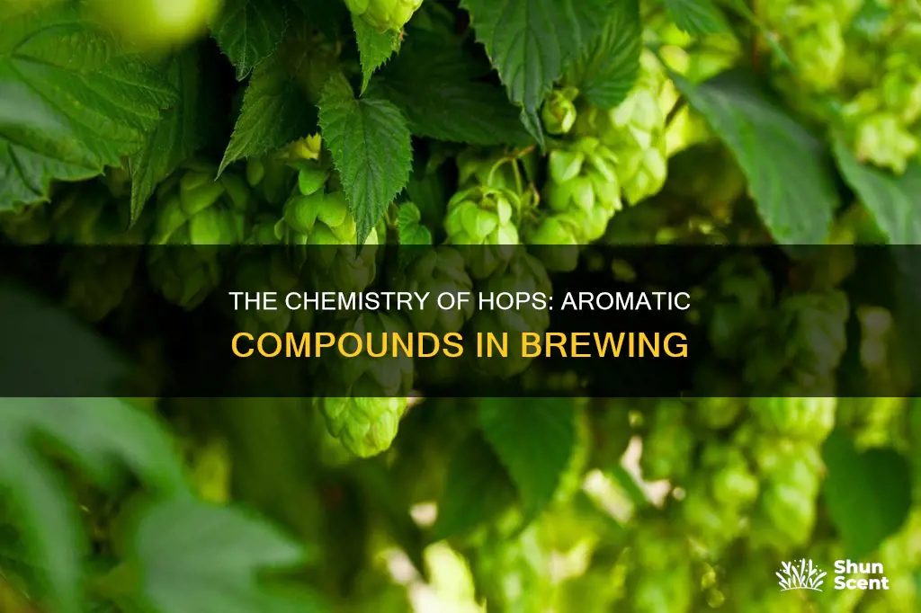 what part of hops contributes to aromo