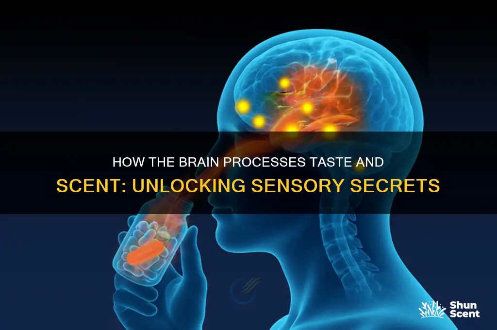 what part of teh brain recieves taste and scent