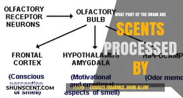 Unraveling the Brain's Olfactory Center: Where Scents Are Processed