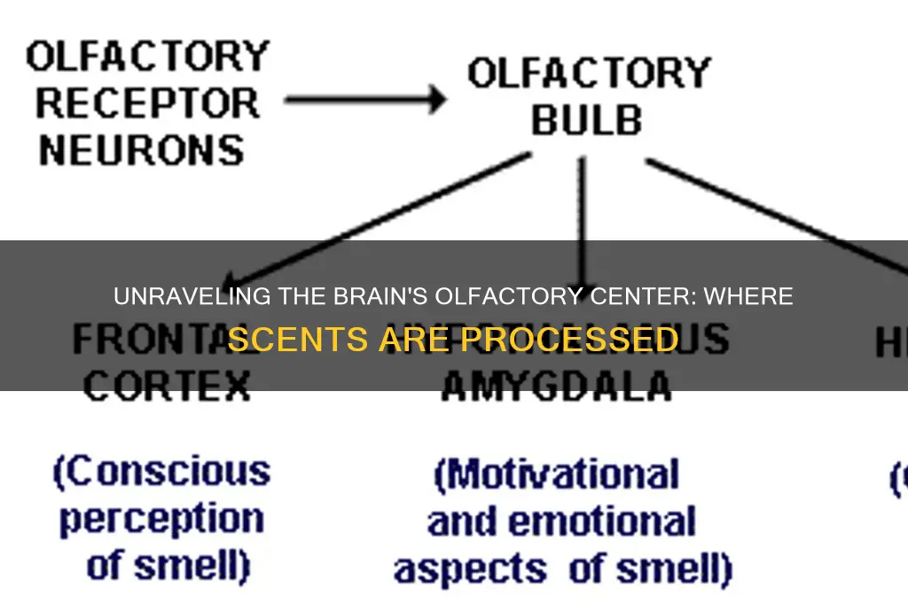 what part of the brain are scents processed by