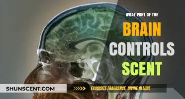 Unveiling the Brain's Olfactory Center: Where Scent Perception Begins
