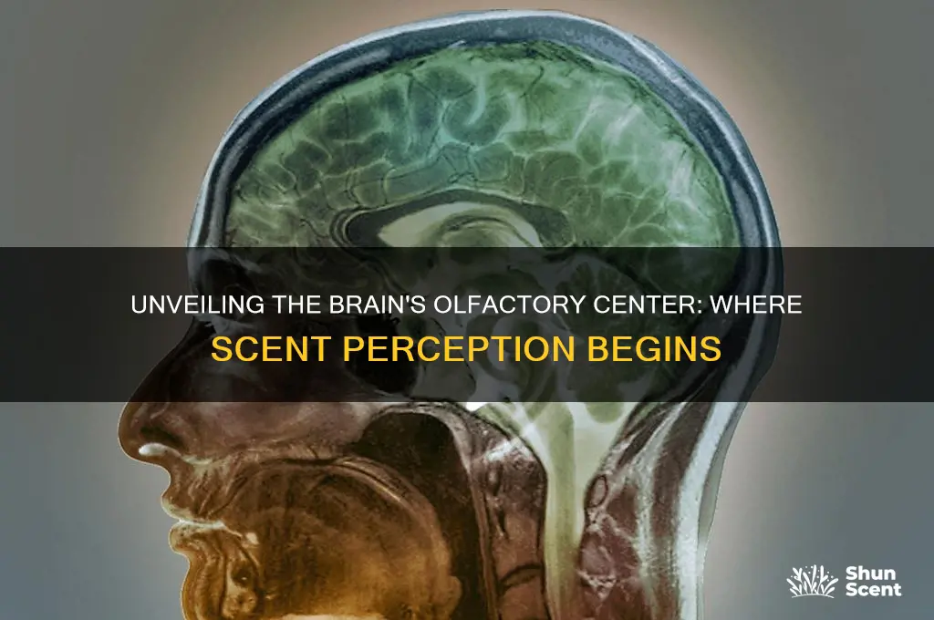 what part of the brain controls scent