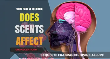How Scents Trigger Memories: Exploring the Brain's Olfactory Connection