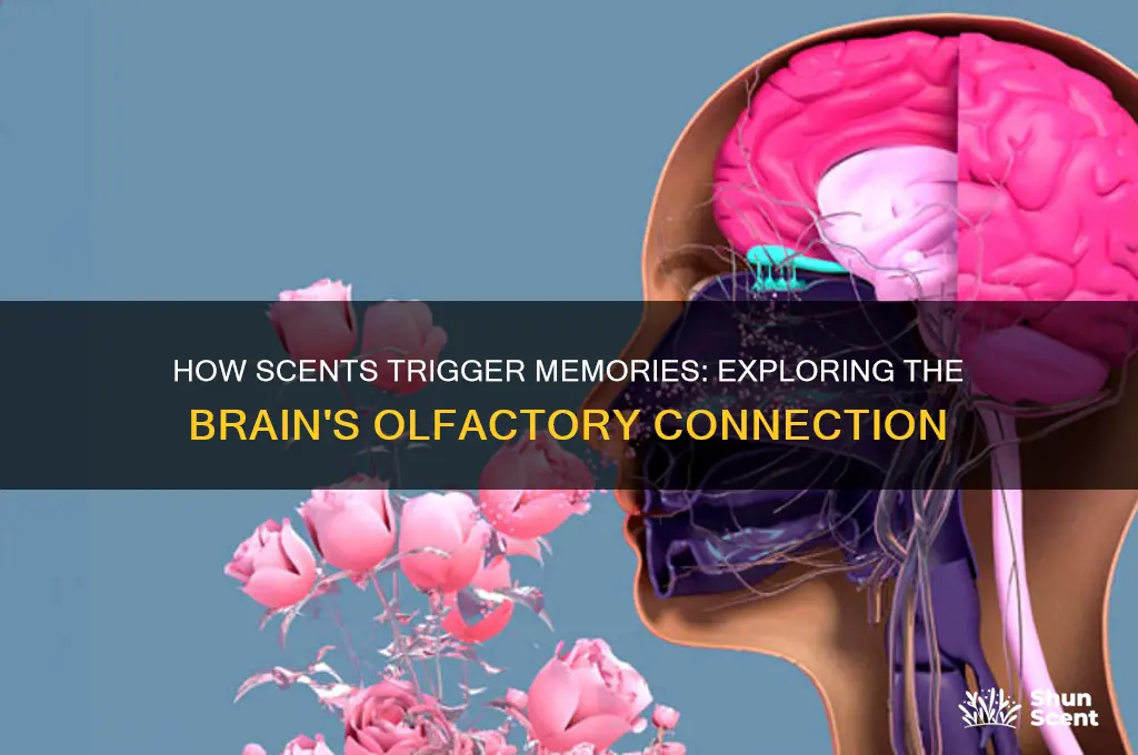 what part of the brain does scents affect