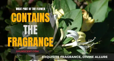 The Fragrance of Flowers: Where Does It Come From?