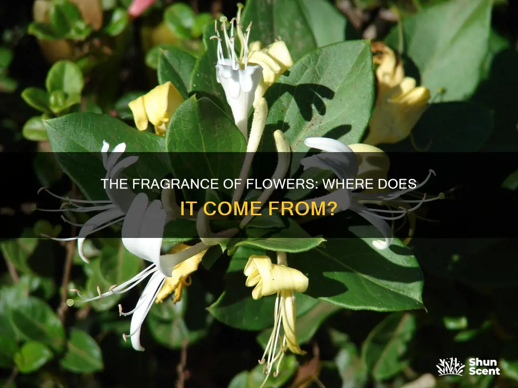 what part of the flower contains the fragrance
