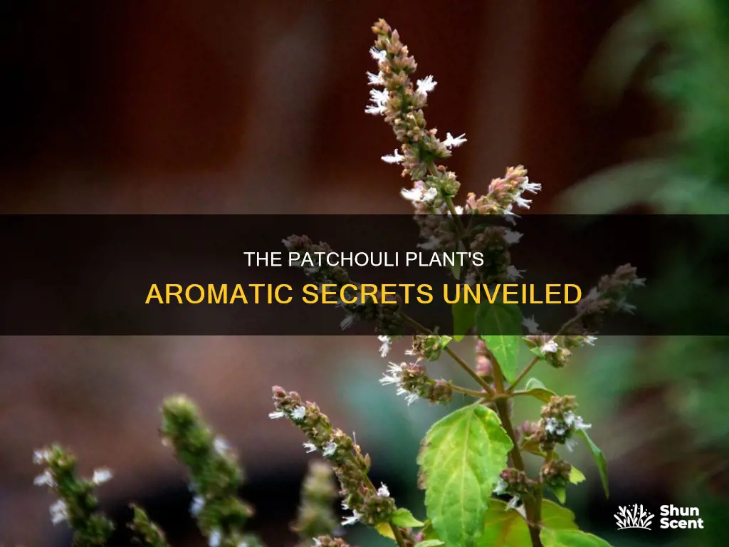 what patchouli plant produces the aromas