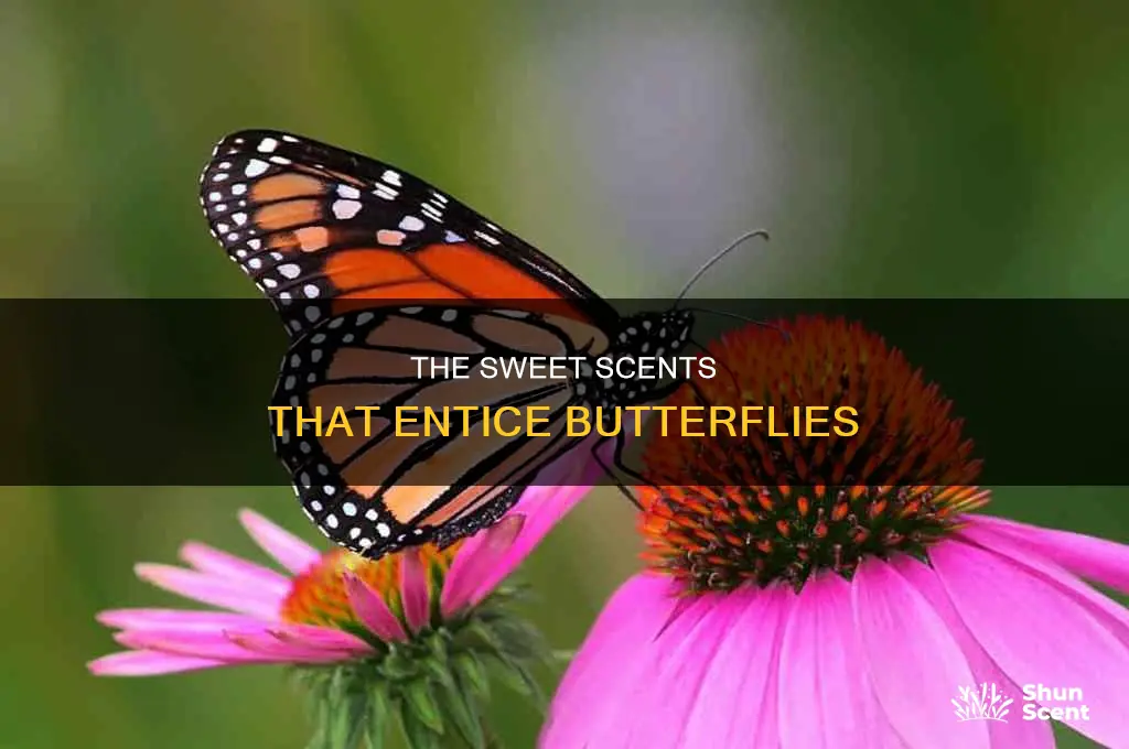 what perfume attracts butterflies