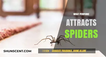 Spiders' Attraction: The Scent That Lures Them In