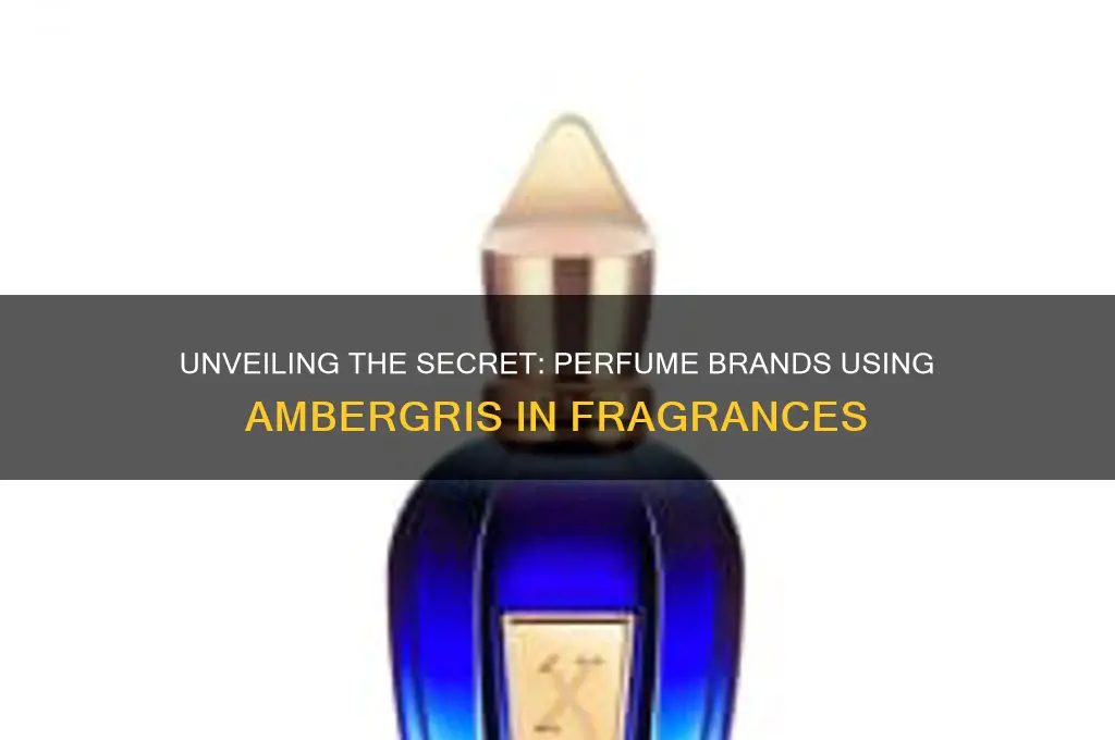 what perfume companies use ambergris