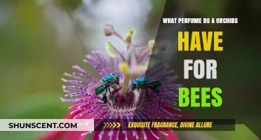 Orchid Scents: Unveiling the Irresistible Fragrance Bees Can't Resist