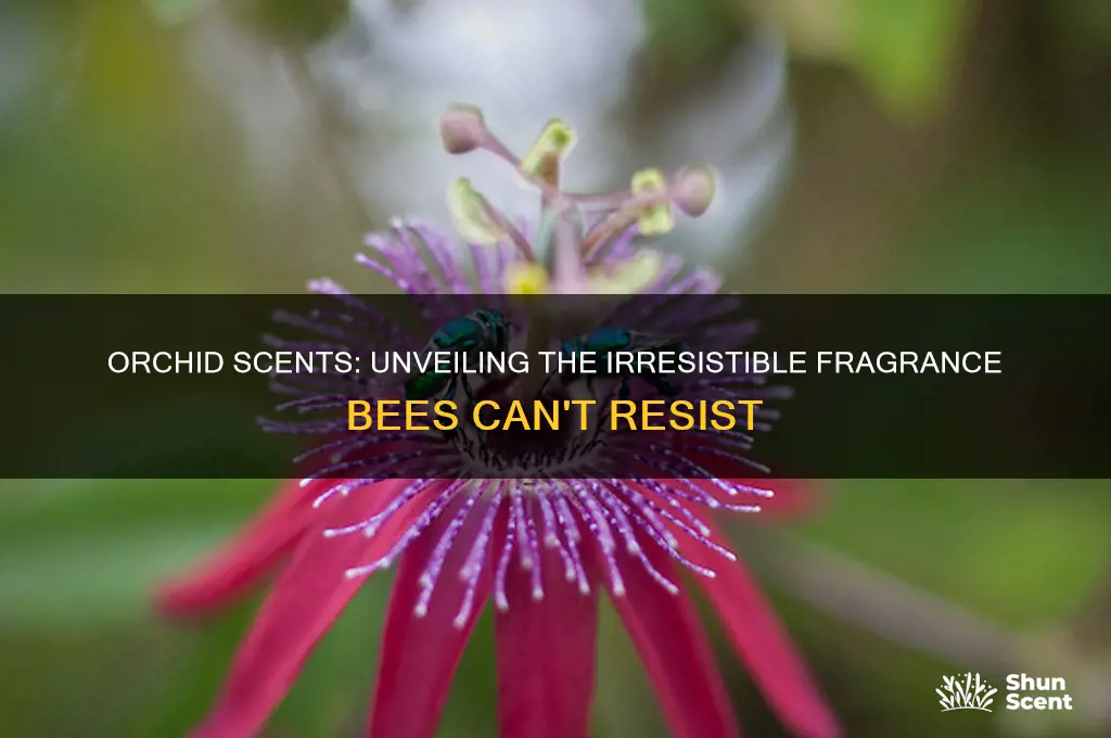 what perfume do a orchids have for bees