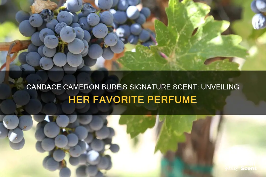 what perfume does candace cameron bure wear