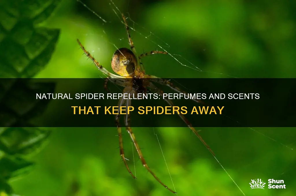 what perfume dont spiders like