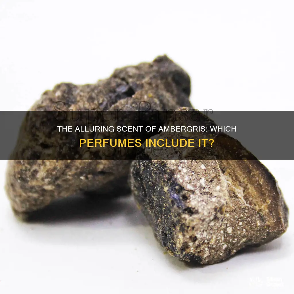 what perfume has ambergris