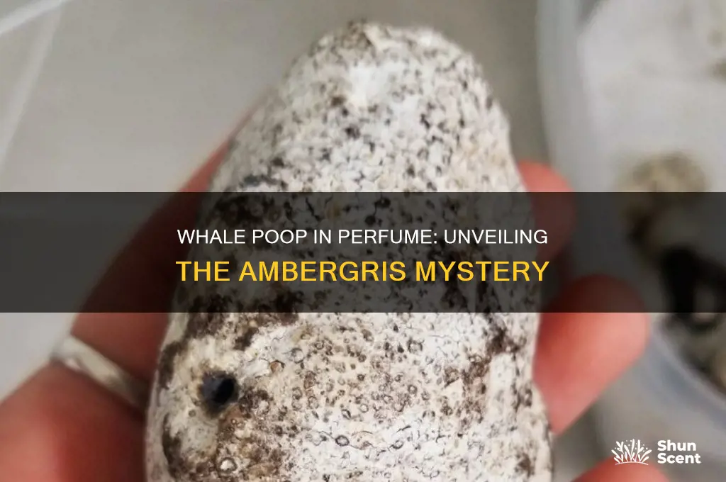 what perfume has whale poop in it