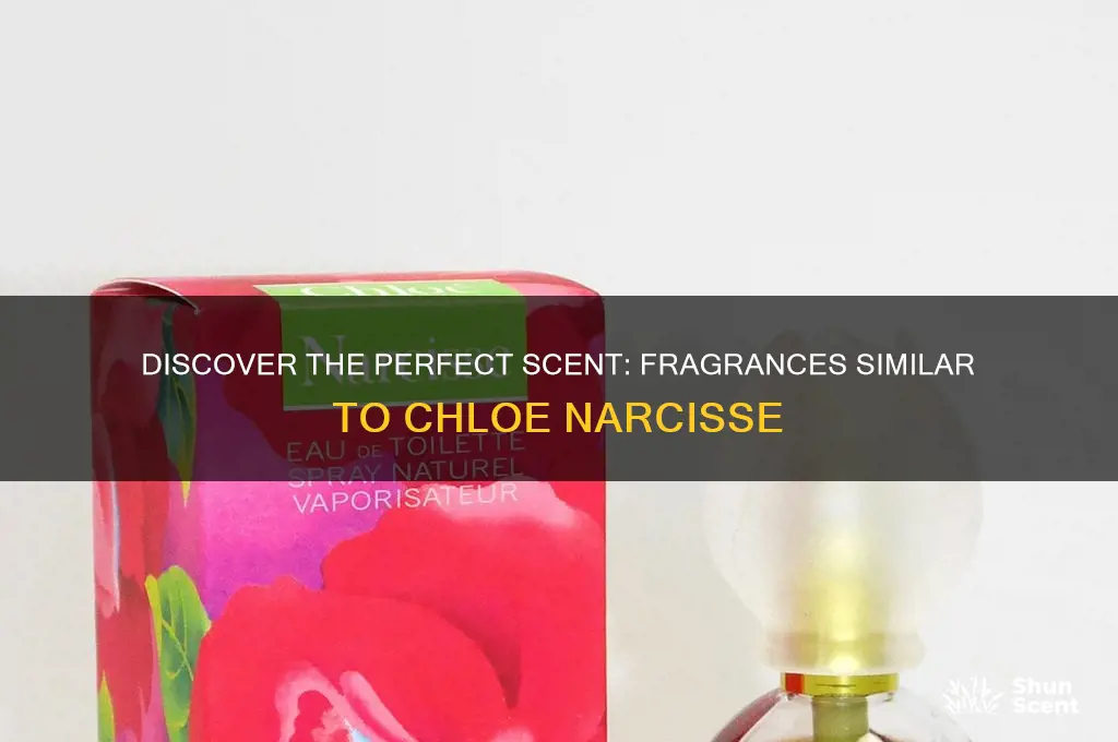 what perfume is closest to chloe narcisse