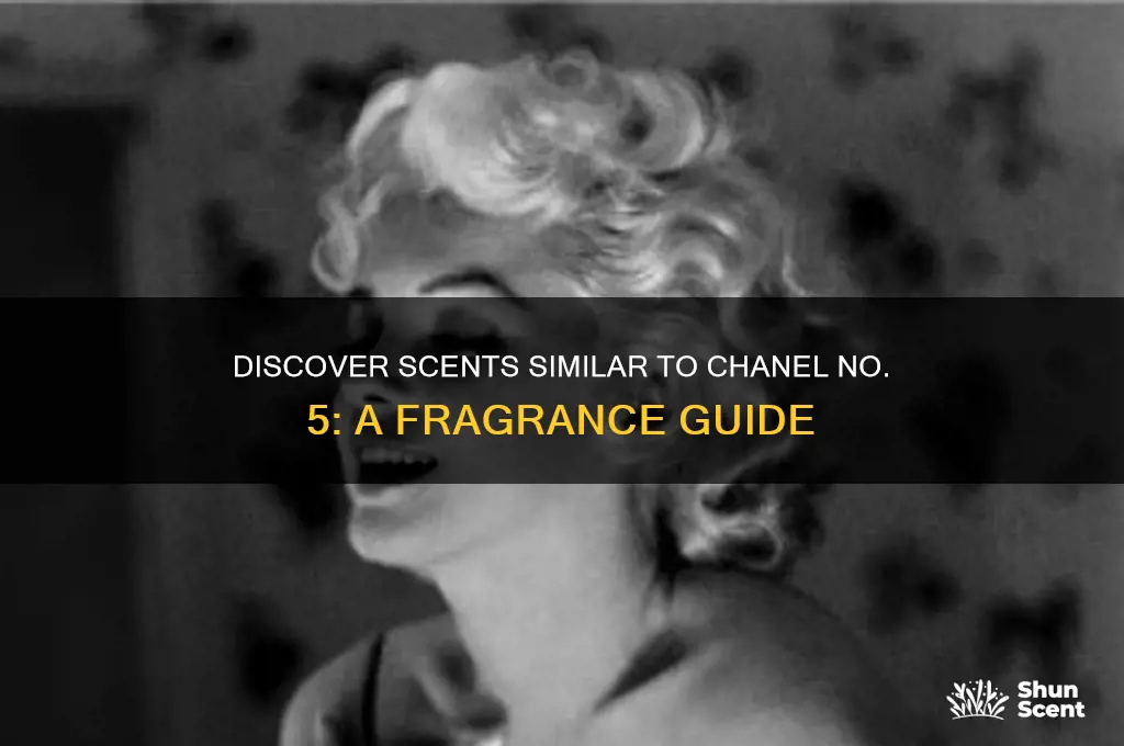 what perfume is like chanel no 5