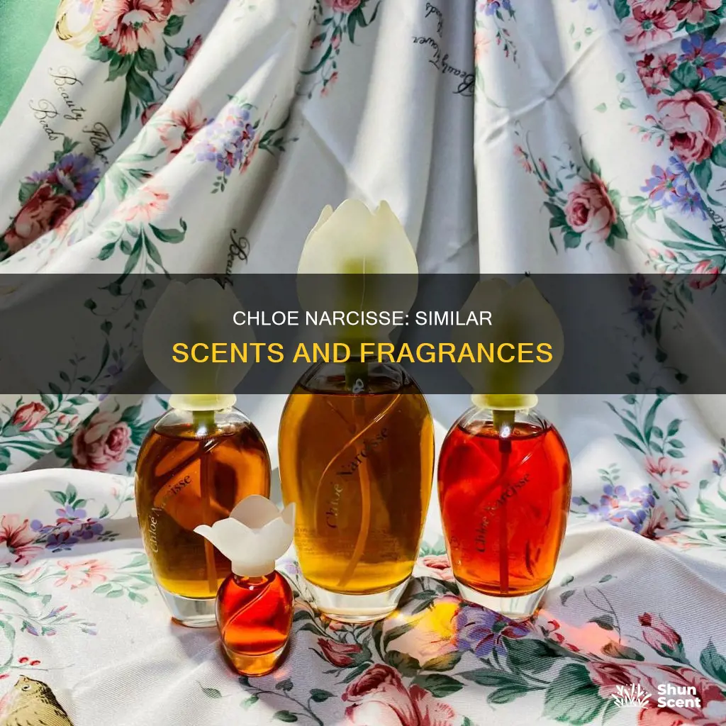 what perfume is like chloe narcisse