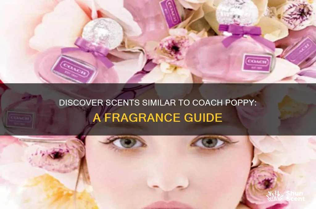 what perfume is like coach poppy