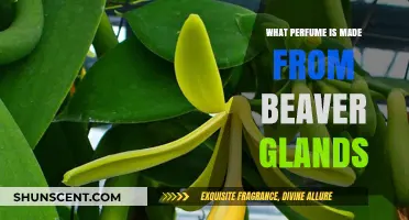 Unveiling the Secret: Beaver Glands in Perfumery Explained