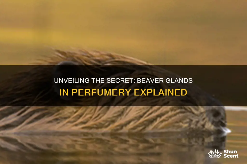 what perfume is made from beaver glands