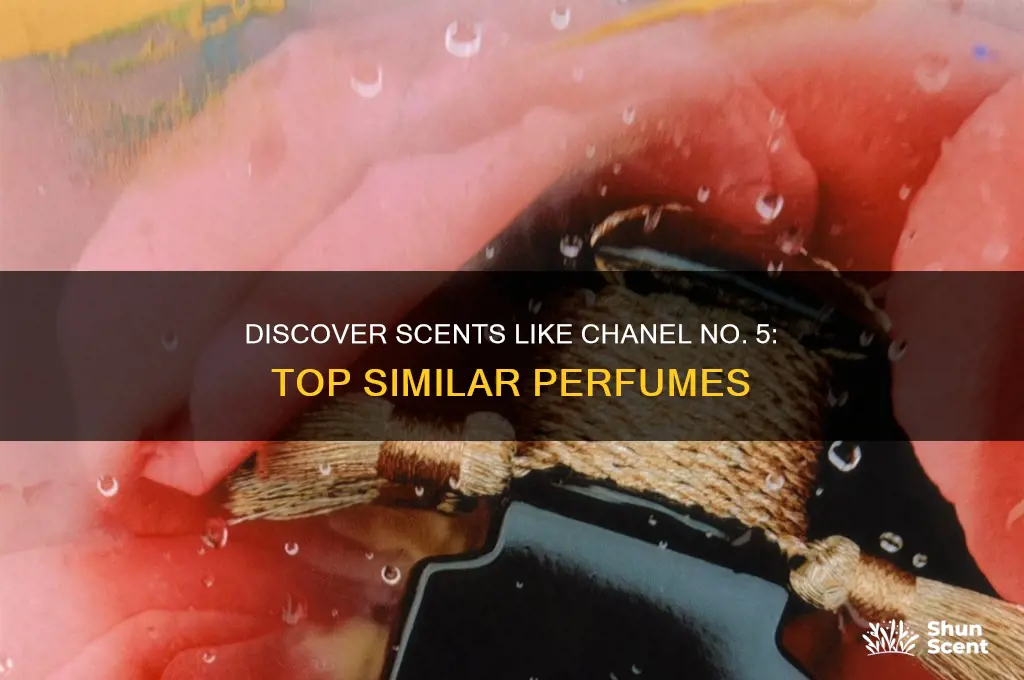 what perfume is similar to chanel no 5