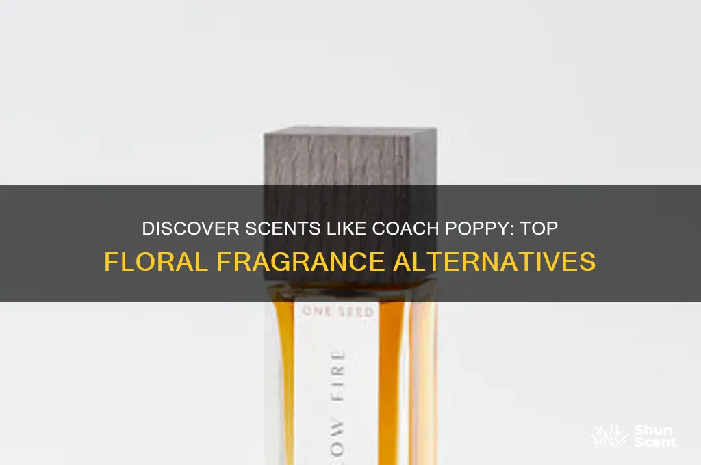 what perfume is similar to coach poppy