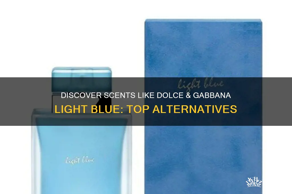 what perfume is similar to dolce and gabbana light blue