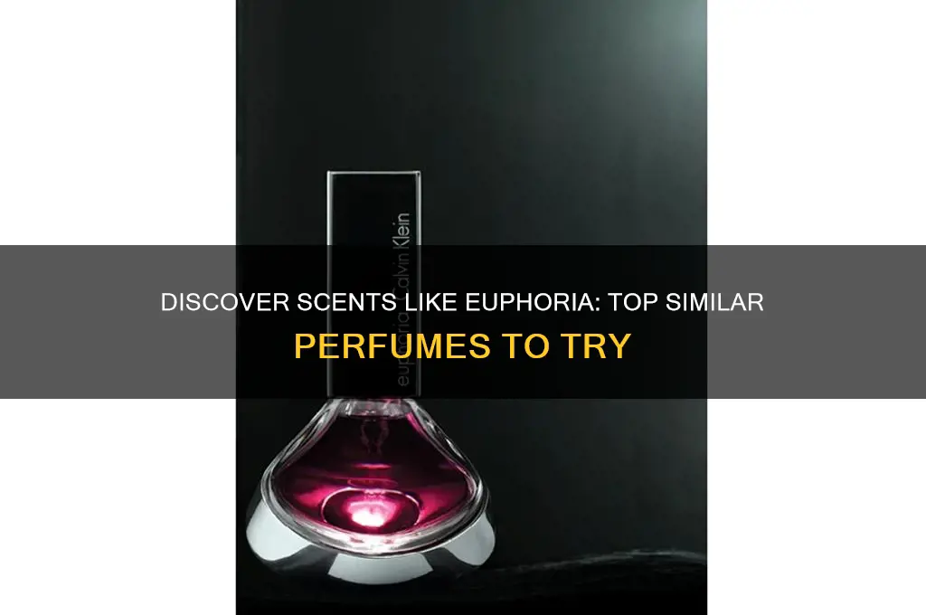 what perfume is similar to euphoria