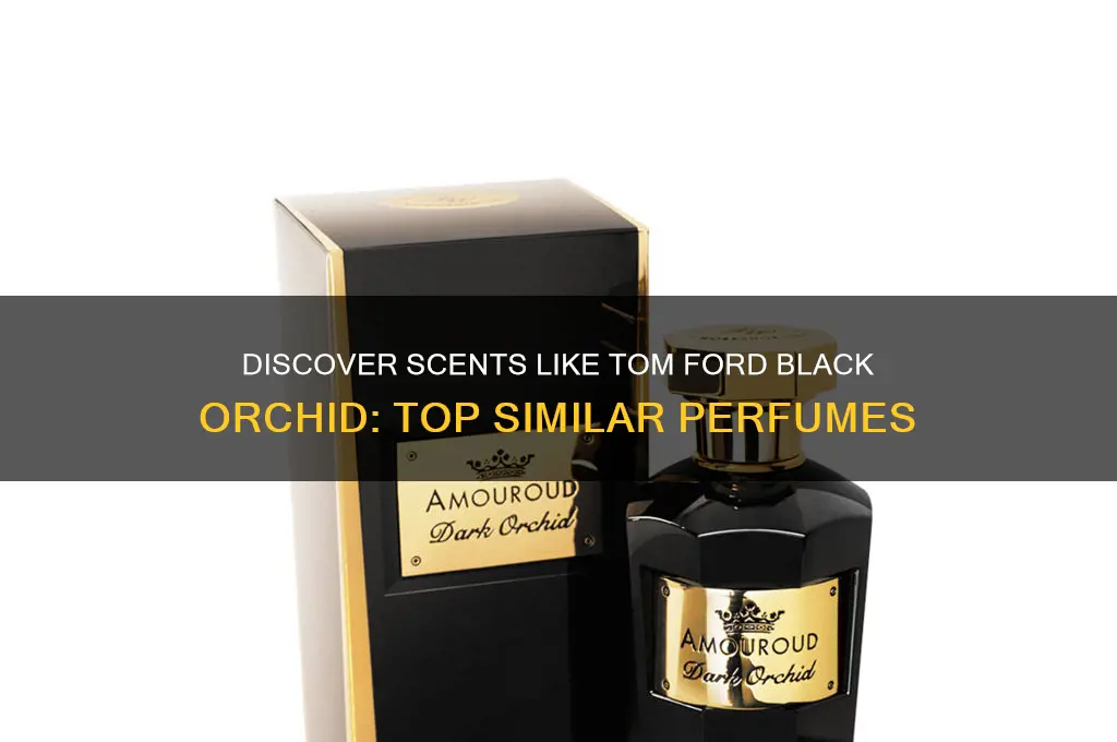 what perfume is similar to tom ford black orchid