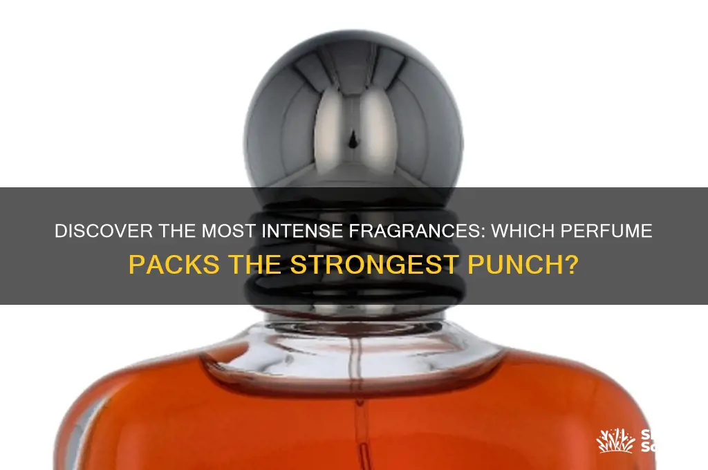 what perfume is stronger