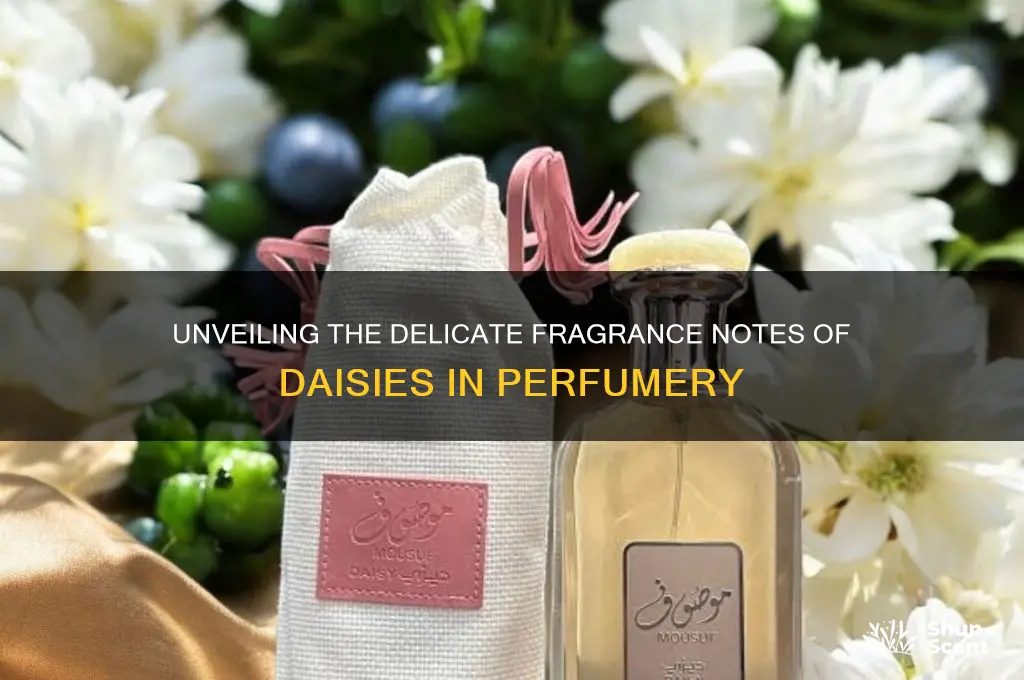 what perfume note are daises