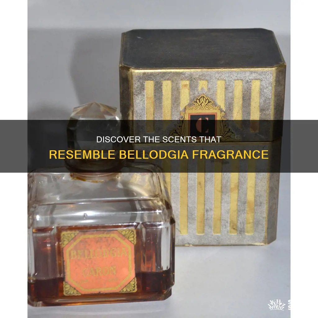 what perfume smells like bellodgia
