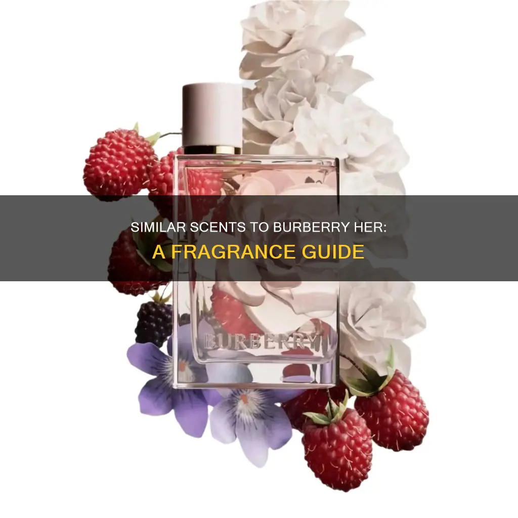 what perfume smells like burberry her