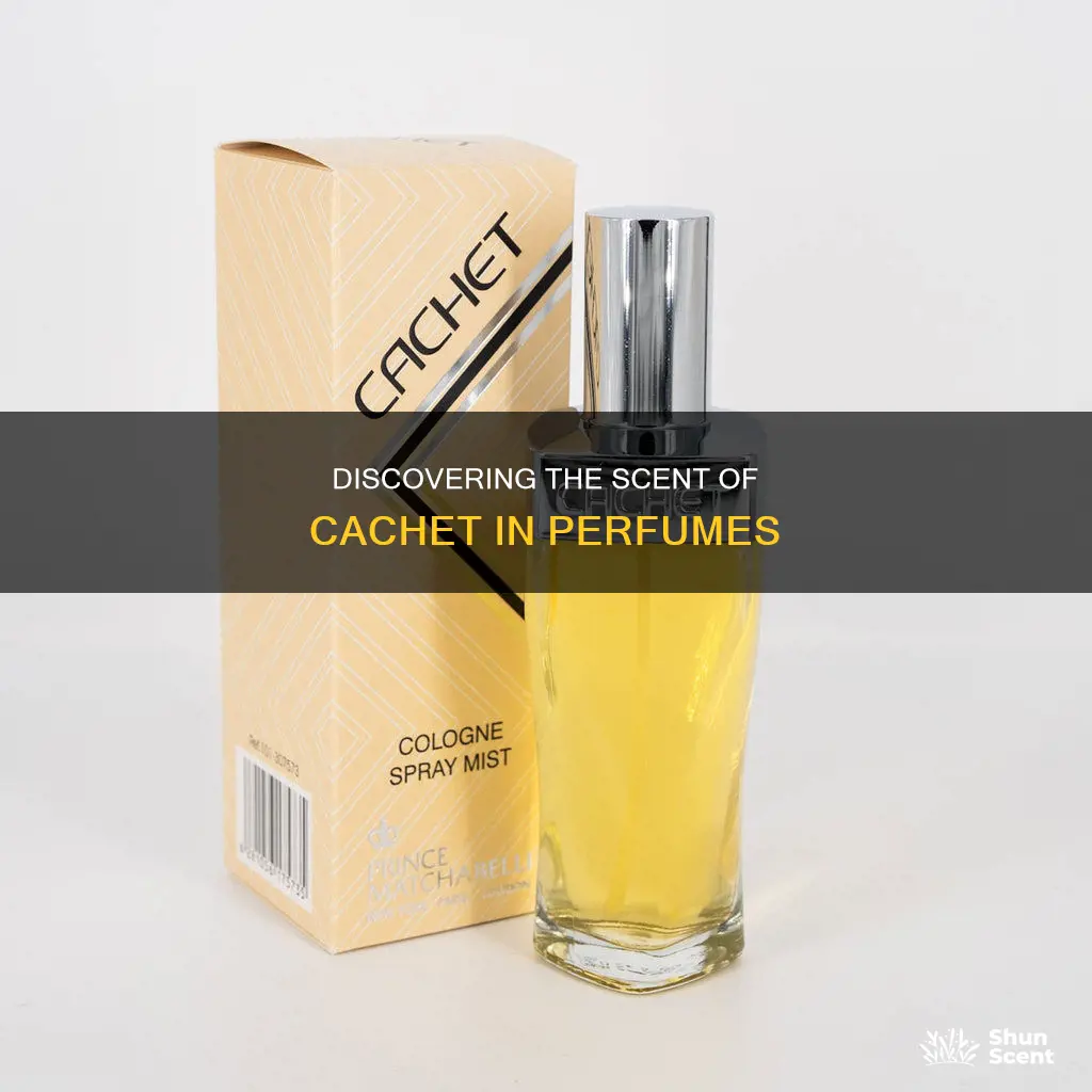 what perfume smells like cachet