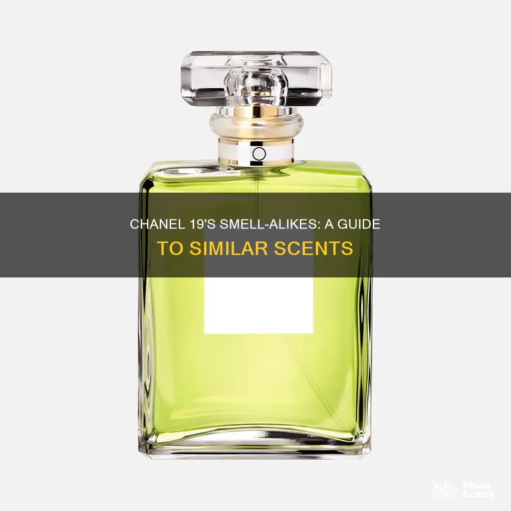 what perfume smells like chanel 19