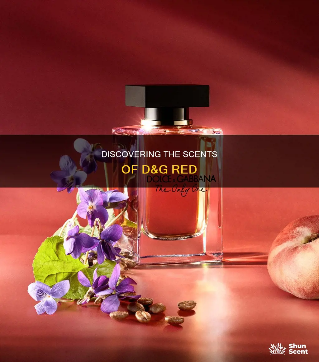 what perfume smells like d&g red
