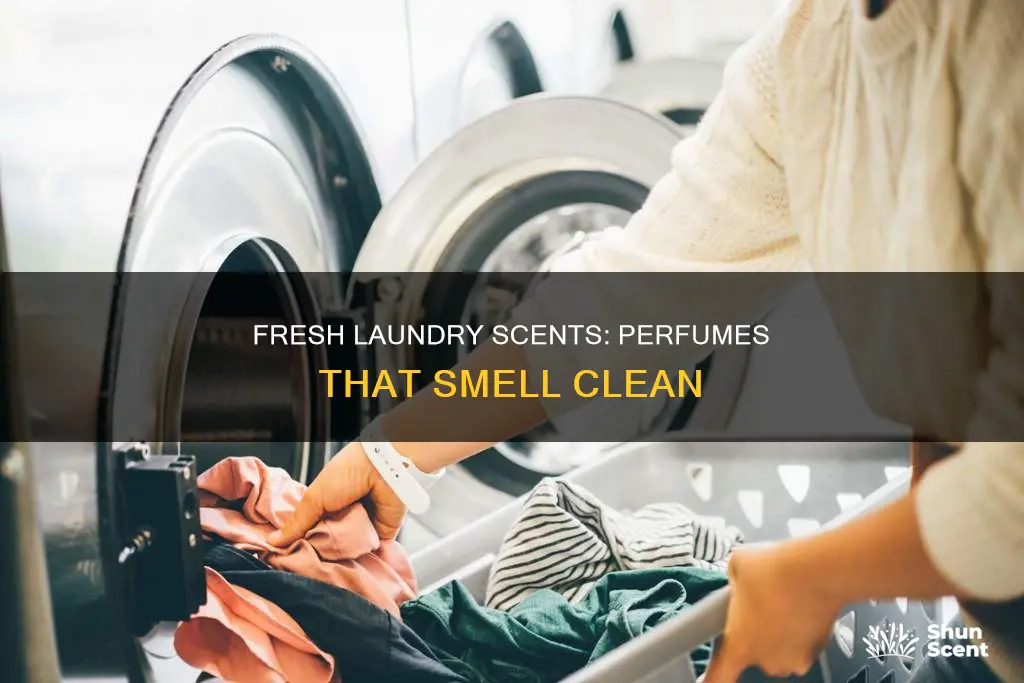 what perfume smells like fresh laundry
