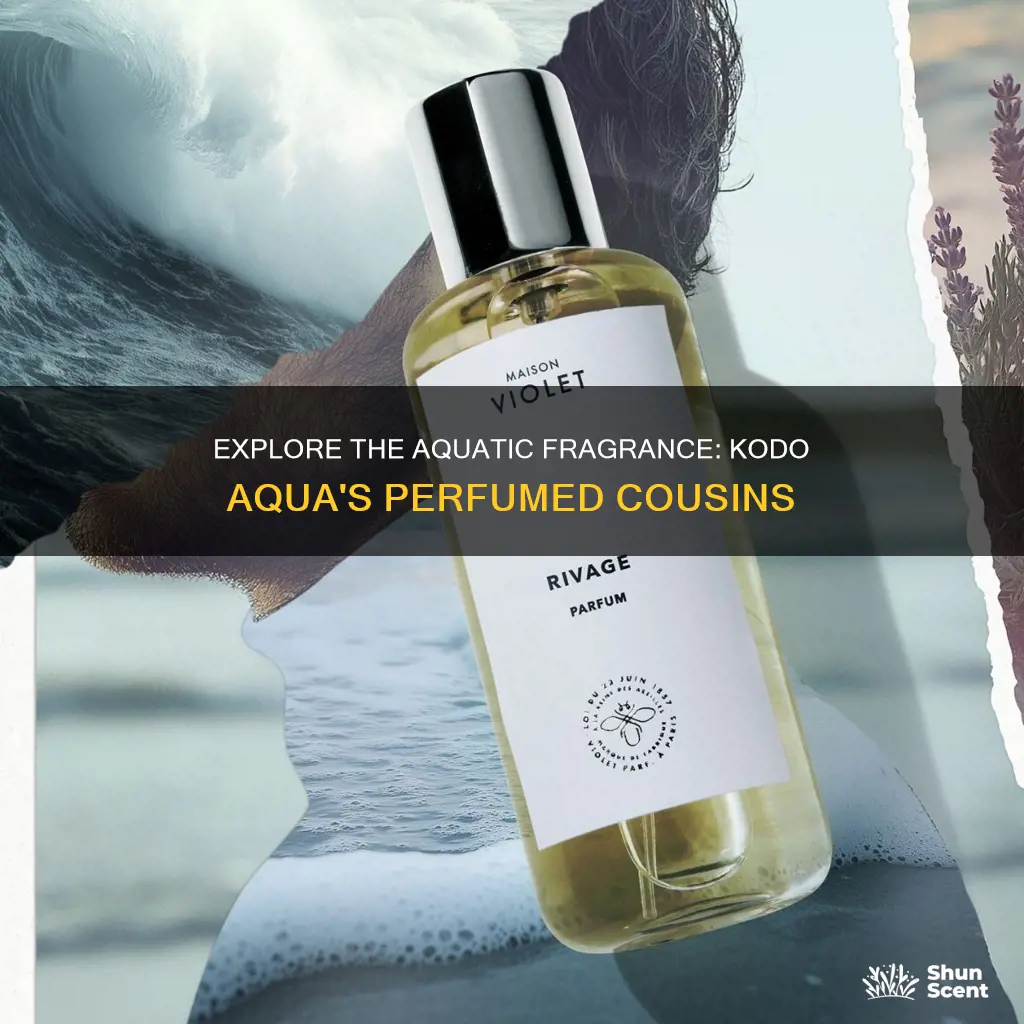 what perfume smells like kodo aqua