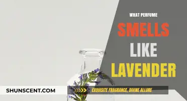 Lavender Scents: Discover the Best Perfumes