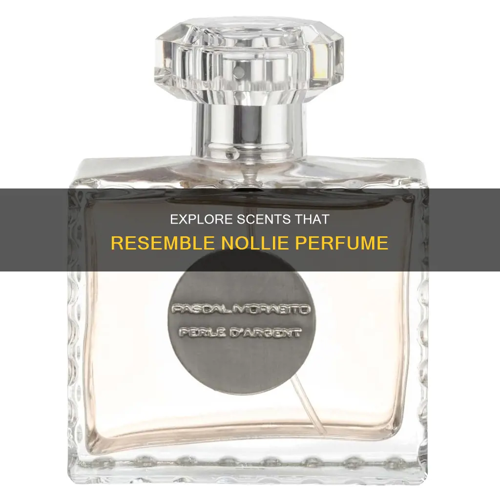 what perfume smells like nollie perfume